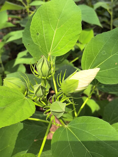 含苞待放的绿色植物