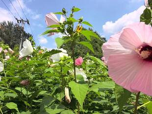粉色木槿花绽放于绿野