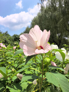 粉色木槿花绽放于绿叶间