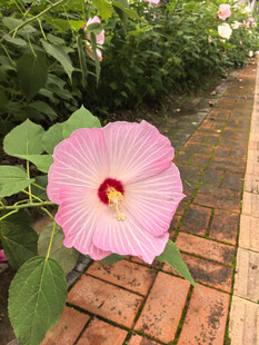 粉色木槿花绽放于砖路旁