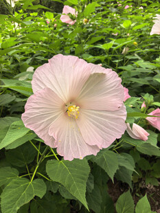 粉色木槿花绽放于绿叶间