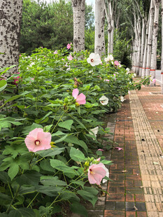 小径旁绽放的木槿花