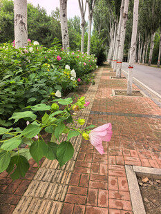 小径旁绽放的木槿花