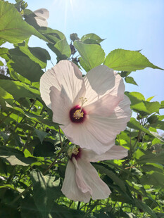 白色木槿花绽放于绿叶间