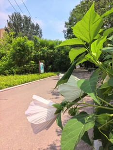 粉色木槿花绽放