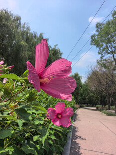 粉色木槿花绽放