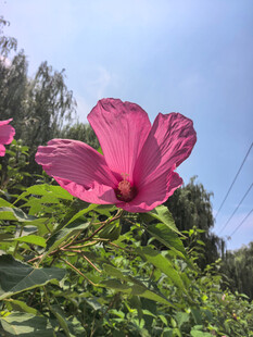 粉色木槿花绽放