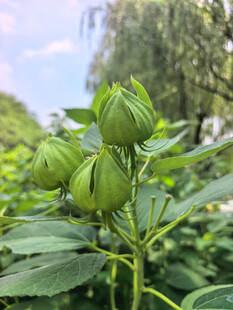 绿色木槿果植物特写