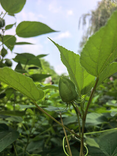 绿叶丛中的蓬勃植物