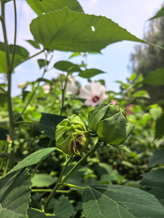 公园绿植景观