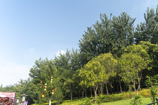 夏日葱郁树林风景