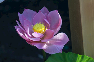 绽放的美丽粉莲花