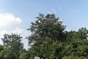 夏日葱郁树林景观