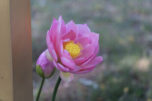 莲花特写