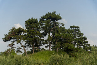 山丘上的葱郁松树