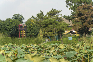 夏日荷塘边的田园景致