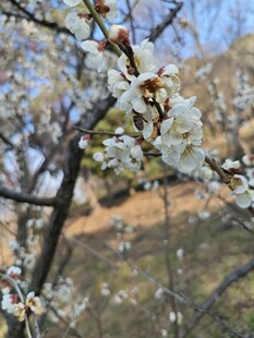梅花