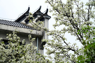 古建旁绽放的烂漫春花
