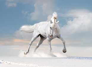雪地中奔腾的白色骏马