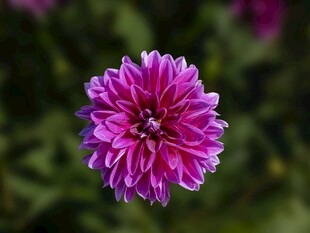 娇艳大丽花
