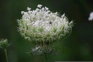 野胡萝卜花