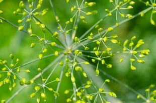 茴香花特写