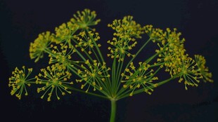 茴香花