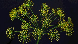 茴香花
