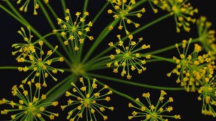 茴香花