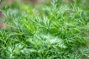 嫩绿茴香植株特写