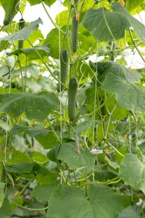 棚内生长的翠绿黄瓜植株
