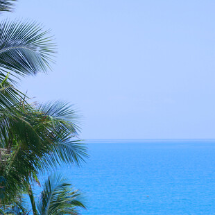 海边棕榈树与蔚蓝大海