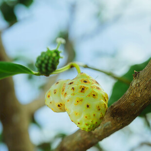 奇特斑点果实挂于枝头