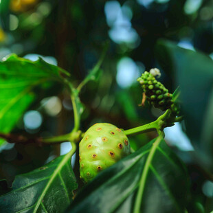 诺丽果植株特写