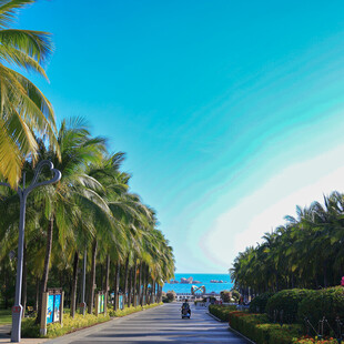 海滨椰林大道风景如画