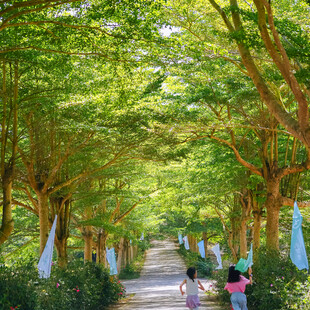 林间漫步道
