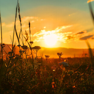 夕阳下的花草美景