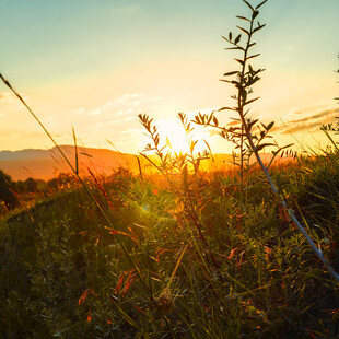 夕阳下的草地植物美景