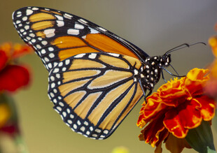 帝王蝶停驻于艳丽花朵