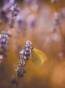 紫花上的黄色蝴蝶