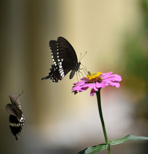双蝶恋粉花
