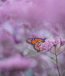 蝶栖紫花间