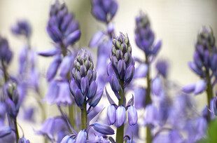 紫色风信子花卉特写
