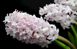 粉色风信子花朵特写