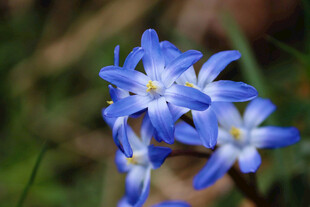 蓝铃花