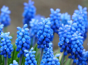 蓝紫色葡萄风信子花卉特写
