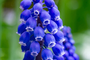 蓝铃花特写