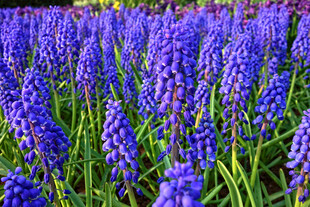 紫色风信子花海