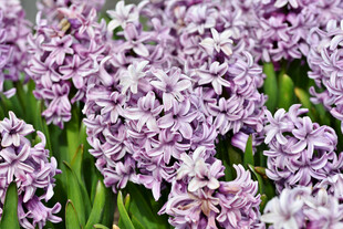 紫色风信子花海