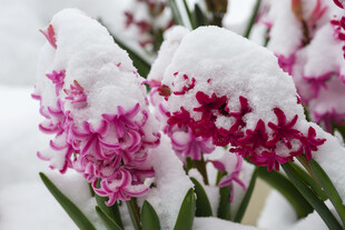 雪中绽放的风信子